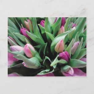 Carte Postale Fleurs de tulipe roses