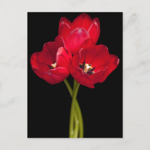 Carte Postale Fleurs de tulipe rouge Floral Arrière - plan noir