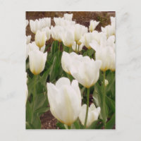 Fleurs de tulipes blanches