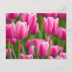 Carte Postale Fleurs de tulipes roses
