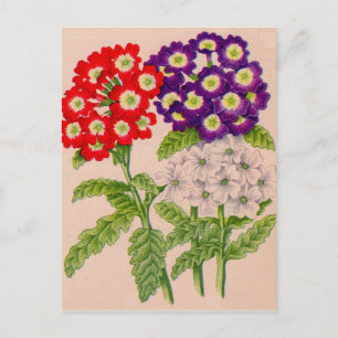 Carte Postale fleurs de verbena en rouge et violet