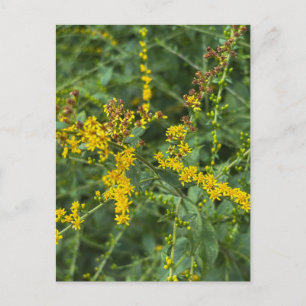 Carte Postale Fleurs de Verge d'Or Jaune – Athens Georgie