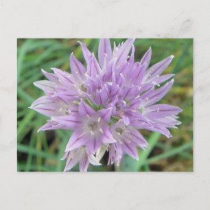 Carte Postale Fleurs de viscères roses Allium Schoenoprasum