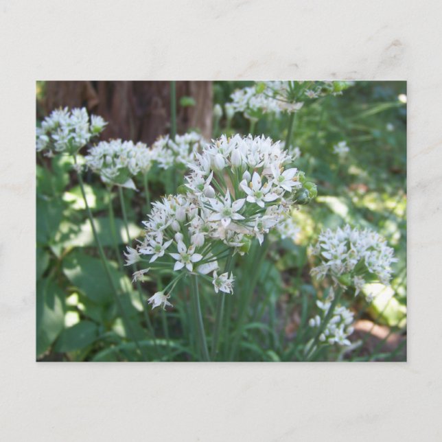 Carte Postale Fleurs de vises (Devant)