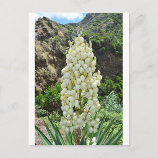 Carte Postale Fleurs de yucca aux Açores