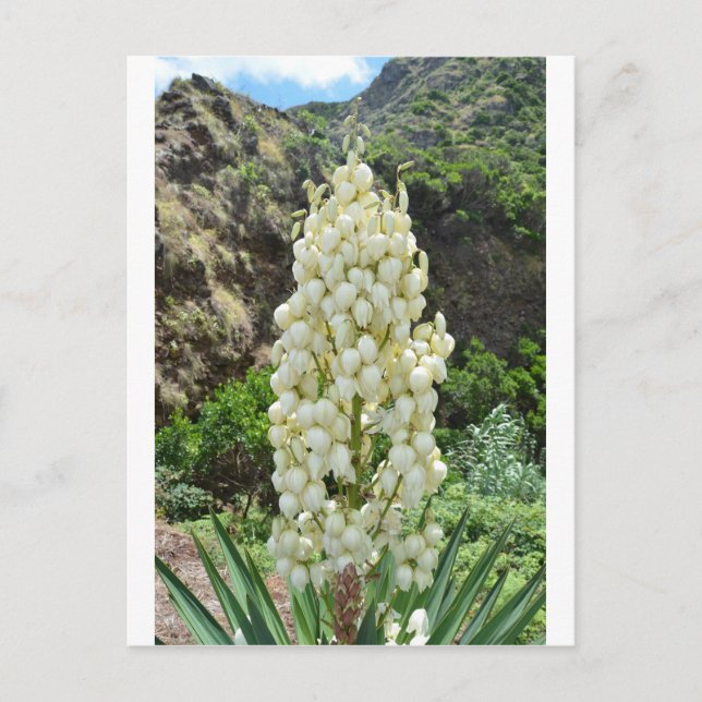 Carte Postale Fleurs de yucca aux Açores (Devant)