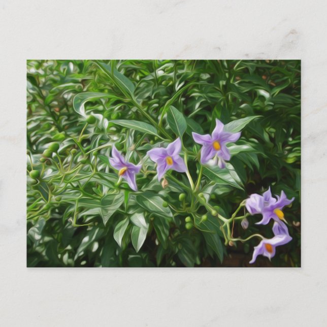 Carte Postale Fleurs d'étoile violette (Devant)