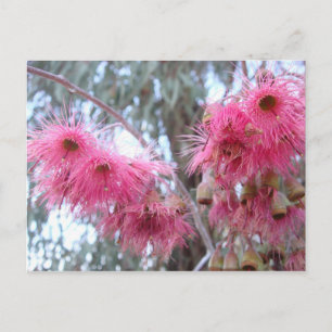 Carte Postale Fleurs d'eucalyptus roses