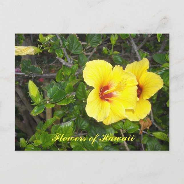 Carte Postale Fleurs d'Hibiscus d'Hawaï (Devant)