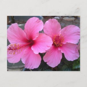 Carte Postale Fleurs d'Hibiscus roses