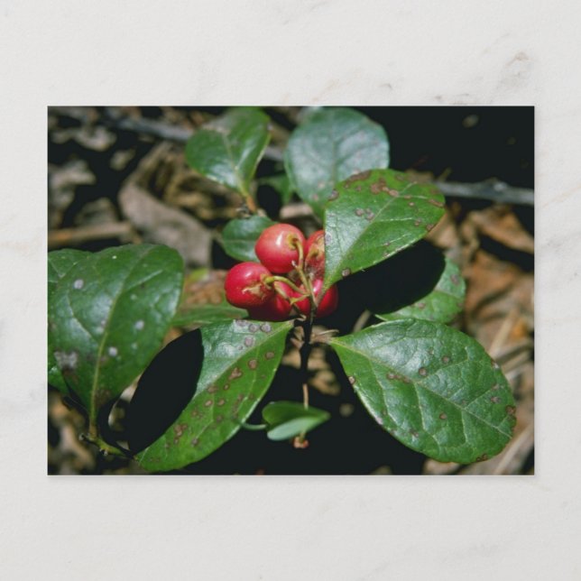 Carte Postale Fleurs d'hiver (Gaultheria Procumbens) (Devant)