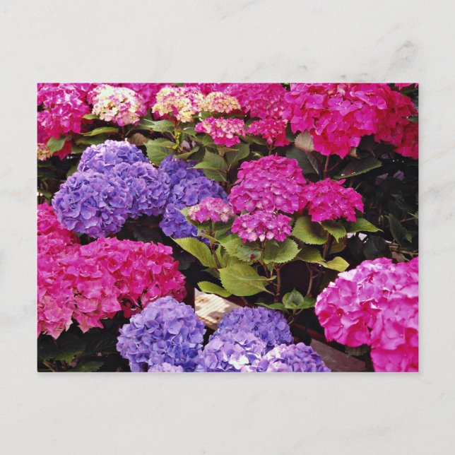 Carte Postale fleurs d'Hydrangea (Devant)
