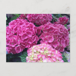 Carte Postale Fleurs D'Hydrangée Rose Clair
