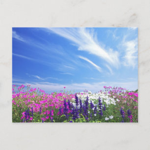 Carte Postale Fleurs Dianthus et Salvia