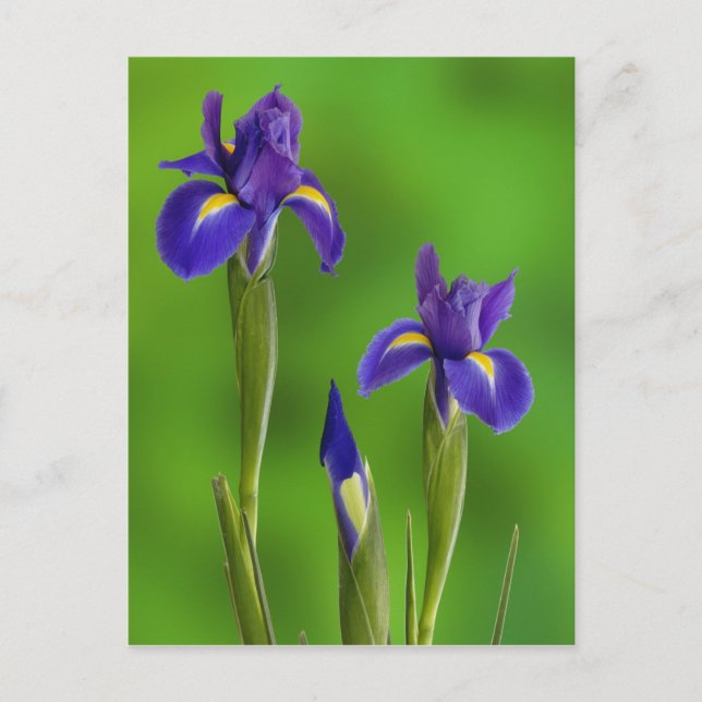 Carte Postale Fleurs d'iris (Devant)