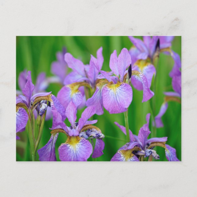 Carte Postale Fleurs d'iris de couleur lilas en fleurs  (Devant)