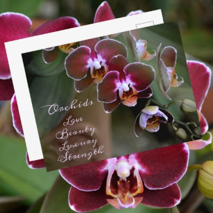 Carte Postale Fleurs d'orchidées marron pourpre photographiques 