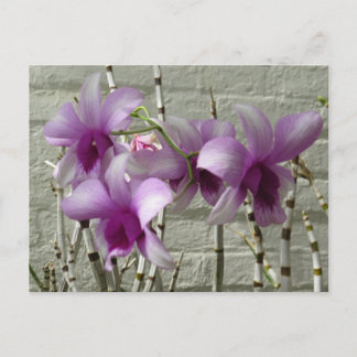 Carte Postale Fleurs d'orchidées violettes de lavande