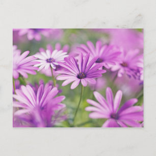 Carte Postale fleurs d'ostéospermum