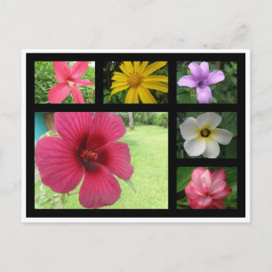 Carte Postale Fleurs du Costa Rica