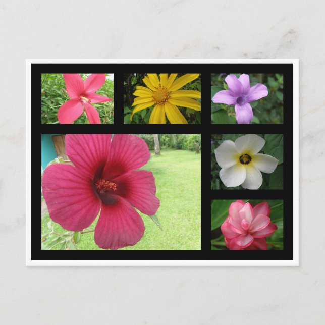 Carte Postale Fleurs du Costa Rica (Devant)