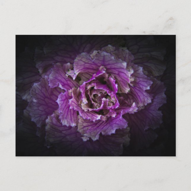 Carte Postale Fleurs du jardin n°42 version couleur (Devant)