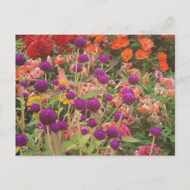 Carte Postale Fleurs du magasin d'alimentation (Devant)