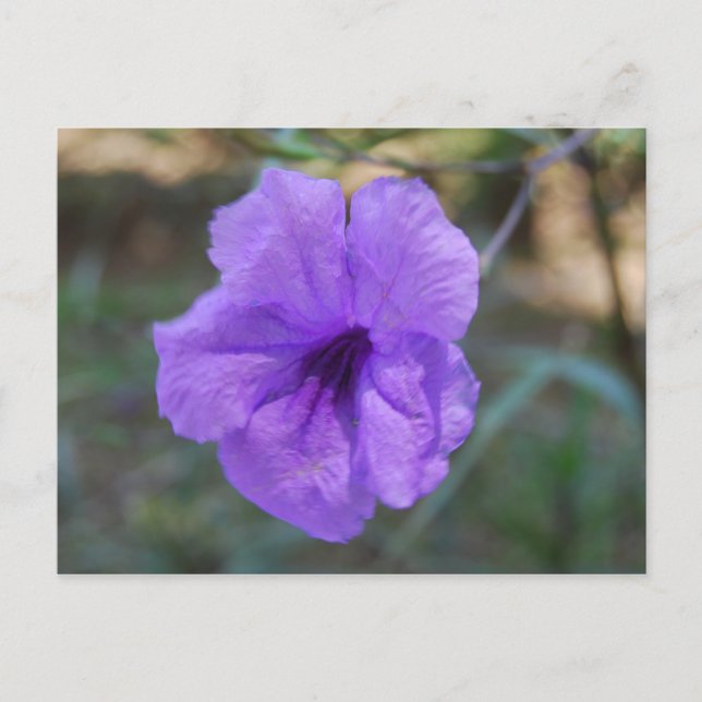 Carte Postale Fleurs écossaises - Ecosse (Devant)