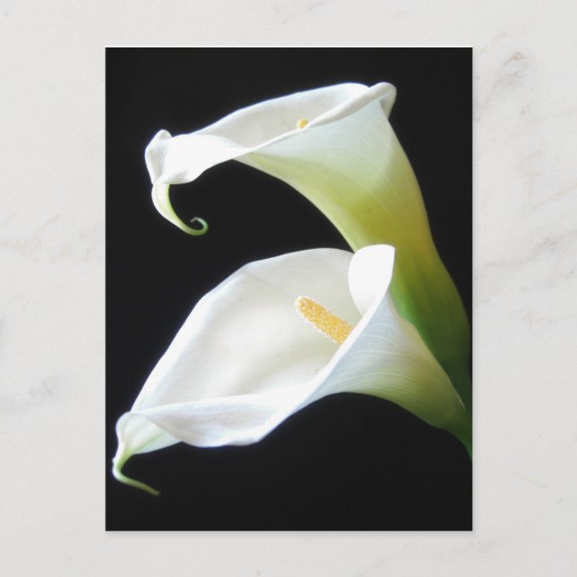 Carte Postale Fleurs élégantes 8 de zantedeschia (Devant)
