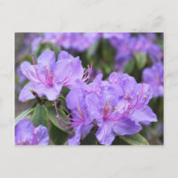 fleurs élégantes d'azalée violette 杜 鹃 花