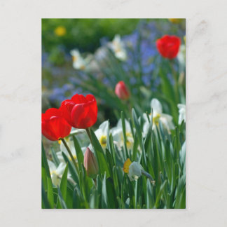 Carte Postale Fleurs en mai