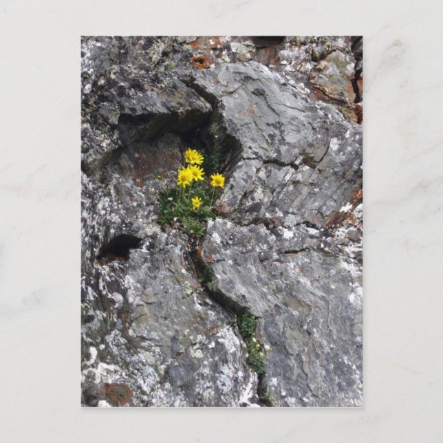 Carte Postale Fleurs en roche (Devant)