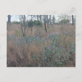 Carte Postale Fleurs et brosses