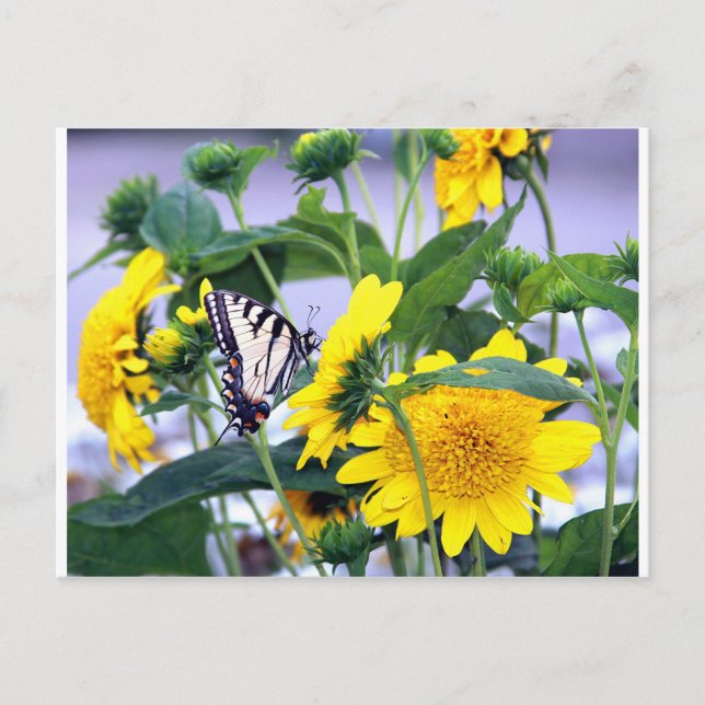 Carte Postale Fleurs et papillons - Queue d'avale (Devant)