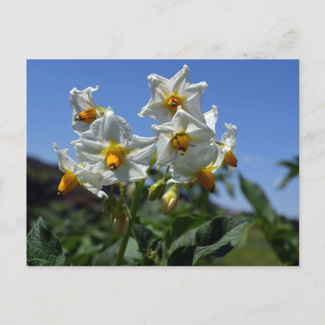 Carte Postale Fleurs étoilées Solanum tuberosum (Devant)