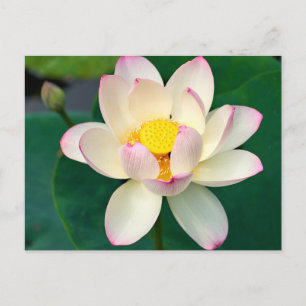 Carte Postale Fleurs   Fleur d'eau de lotus