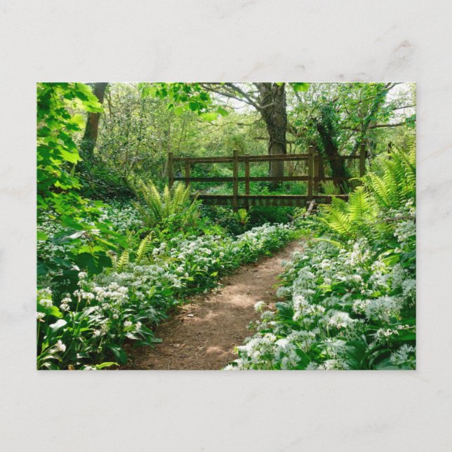 Carte Postale Fleurs | Fleurs sauvages blancs en forêt (Devant)