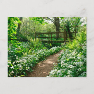 Carte Postale Fleurs   Fleurs sauvages blancs en forêt