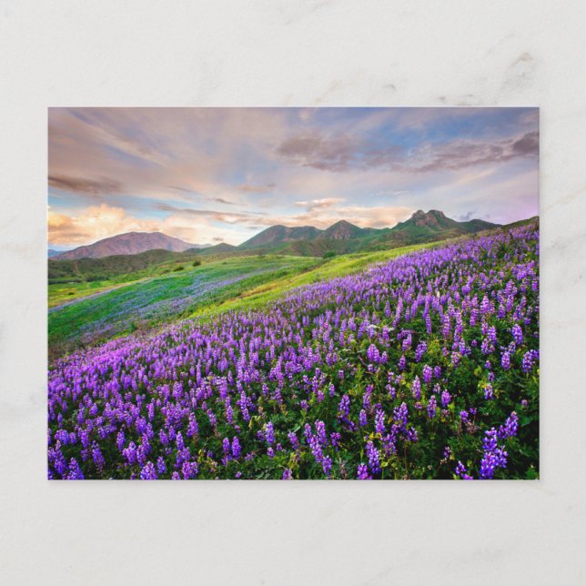 Carte Postale Fleurs | Fleurs sauvages californiens (Devant)