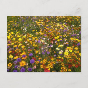 Carte Postale Fleurs Fleurs sauvages jaunes