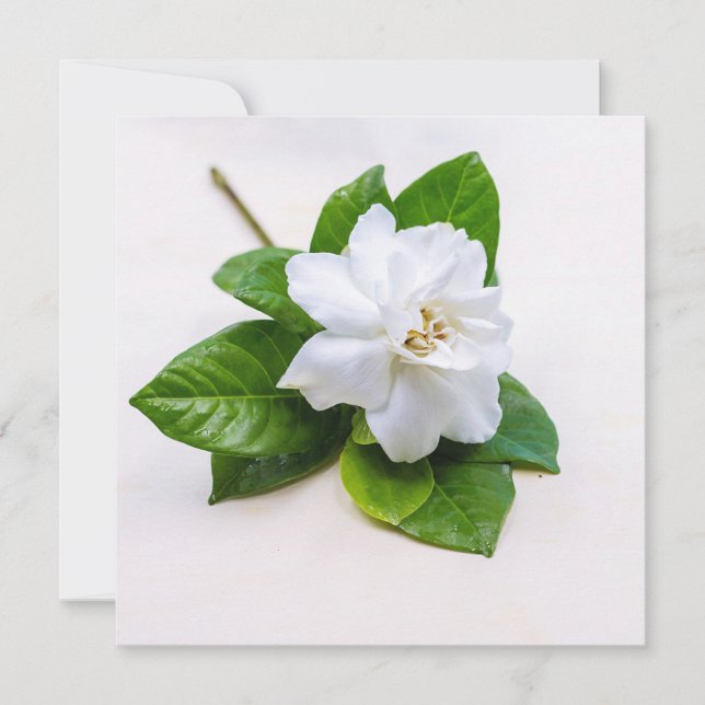 Carte postale Fleurs Gardenia Blanches (Devant)