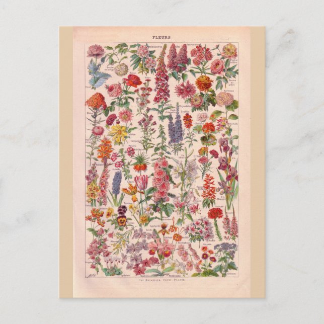 Carte Postale Fleurs historiques vintages (Devant)