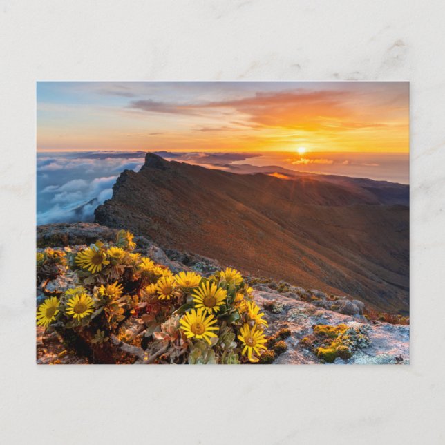 Carte Postale Fleurs | Îles Canaries, Espagne (Devant)