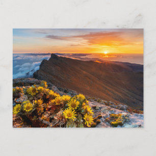 Carte Postale Fleurs   Îles Canaries, Espagne