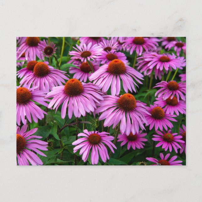 Carte Postale Fleurs | Jardin aux fleurs roses (Devant)