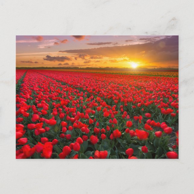 Carte Postale Fleurs | Jardin botanique Hollande (Devant)