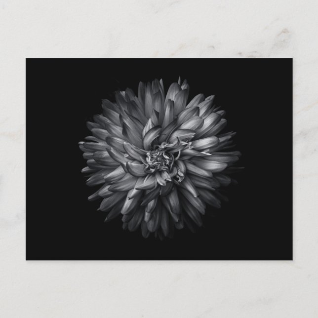 Carte Postale Fleurs jardins En Noir Et Blanc 20 (Devant)