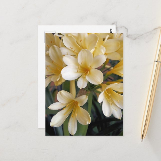 CARTE POSTALE FLEURS JAUNES (Devant/Arrière en situation)