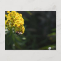 Fleurs Jaunes Bee Bumblebee Nature Photographie