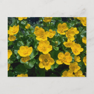 Carte Postale fleurs jaunes du marais